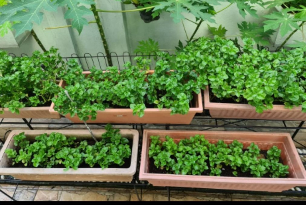 Brazilian spinach growing in home planter boxes