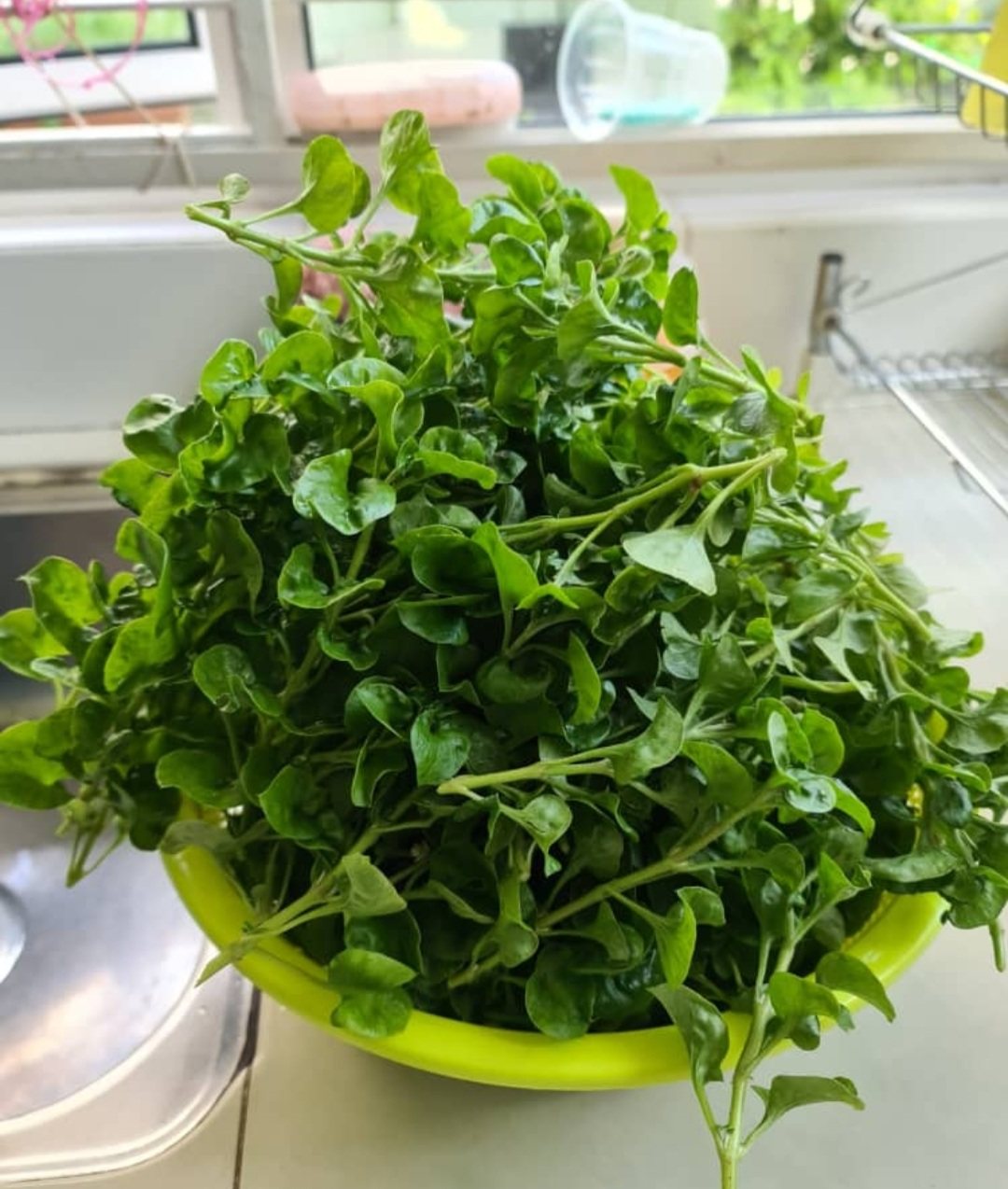Freshly harvested Brazilian spinach leaves in a basin